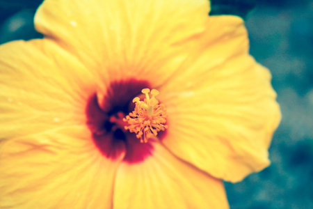 复古特写镜头的新鲜盛开的橙花, 芙蓉在 ga