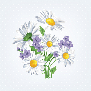 洋甘菊的花束图片