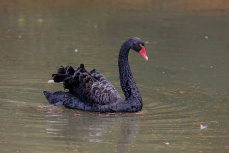 萨里, 英国头部和颈部的一只黑天鹅美丽的黑天鹅黑天鹅天鹅照顾羽
