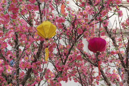 春天桃花盛开图片