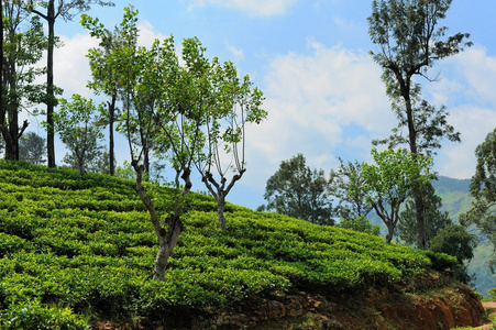 茶种植园高地