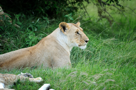 狮子在草地上的马赛马拉，肯尼亚