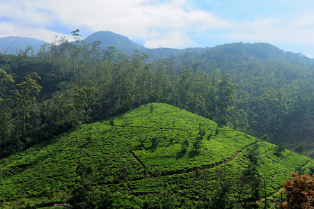 茶种植园高地