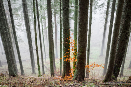 在森林中的神秘的雾图片