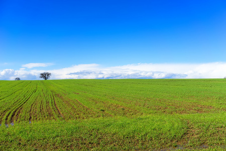 绿色的田野 小麦和明亮的蓝色天空