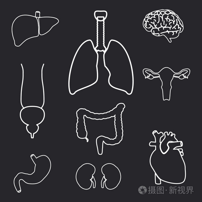 人体轮廓医学图片