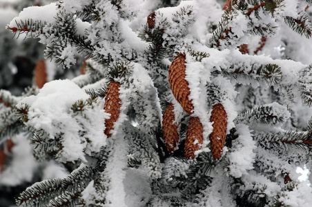 冷杉球果在雪地里与