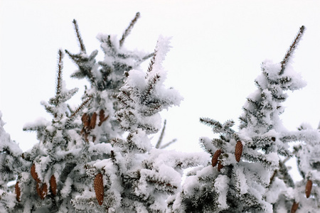 冷杉的枝上在雪地上