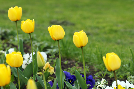 黄色的郁金香花花园春暖花开的季节
