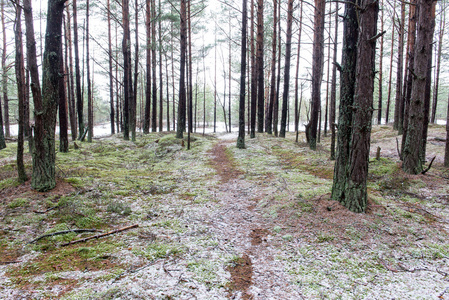冬季松树林小径