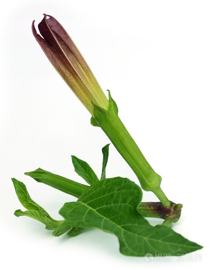 白花曼陀罗花与叶