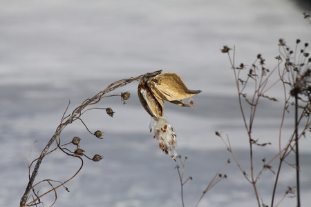 milkweed pod asclepias 干和爆裂