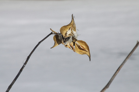 milkweed pod asclepias 干和爆裂