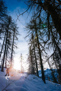 冬季景观。走在意大利阿尔卑斯山的雪丛林中的人