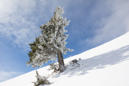 冬季景观在山 Dobratsch