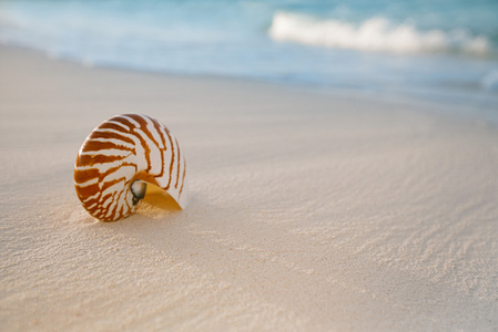 鹦鹉螺的壳，在白色的沙滩上