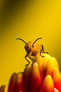 小的橙色甲虫