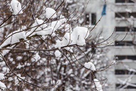 暴风雪过后, 公园里的树枝上覆盖着雪