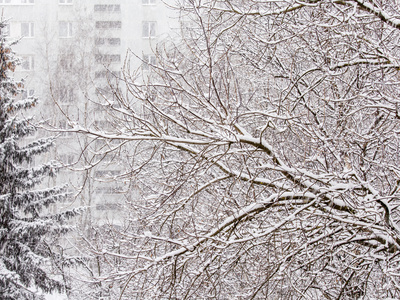 暴风雪过后, 公园里的树枝上覆盖着雪