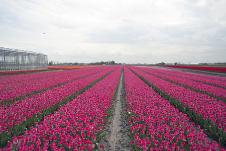 多彩的荷兰自然图片