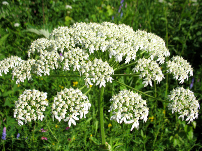 植物和白色开花的分支