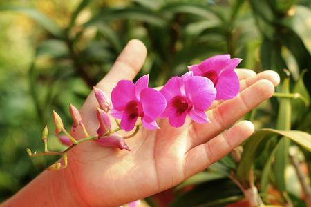 花园里的兰花花