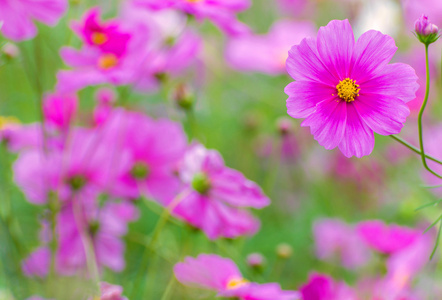 多彩波斯菊领域