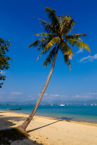 景观大海，小船，在普吉岛的棕榈树