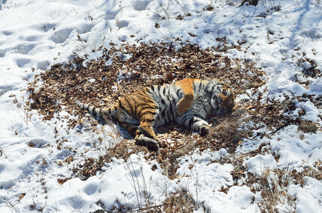 睡在雪地里的干树叶上的东北虎