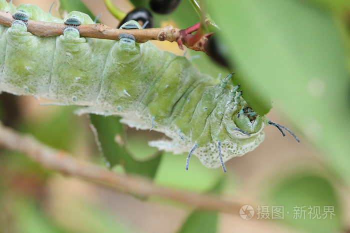 绿色的毛虫在树上吃叶