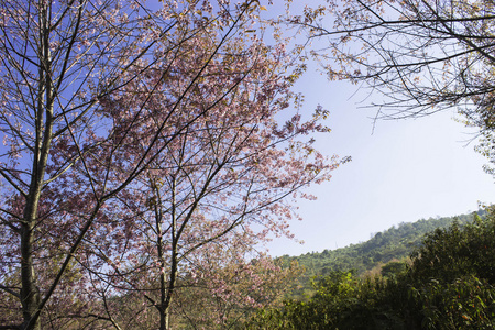 樱花粉红色的自然景观在 phuromro 黎 ei, 泰国