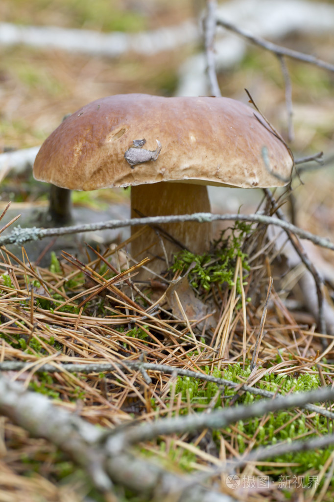 在一片松树林大牛肝菌
