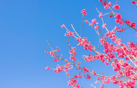 s sakura,Chiang Mai Thailand.