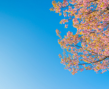 s sakura,Chiang Mai Thailand .