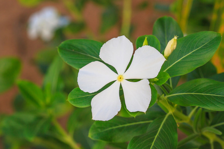 长春花花卉