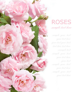 粉红玫瑰背景上带有示例文本的白色孤立