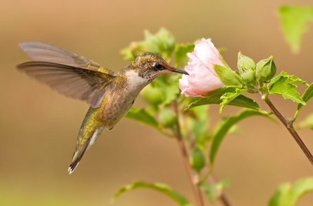 年轻的雄性蜂鸟在飞行中，饲喂粉红色的花，秋天的花园里