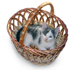 在篮子里的小猫
