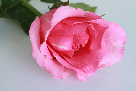 在白色背景上的粉红玫瑰