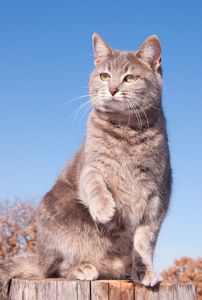 蓝猫用爪子在空气中