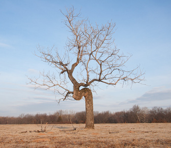 歪的树生长在空旷的田野-尽管条件困难的毅力的概念照片