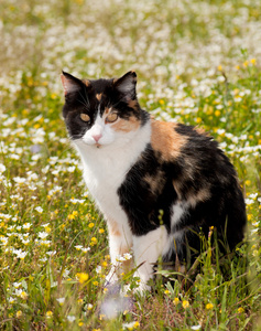 美丽的印花猫坐在春天的野花图片