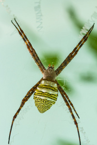 web 上的大蜘蛛
