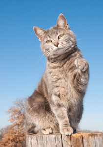 蓝猫用爪子在空气中