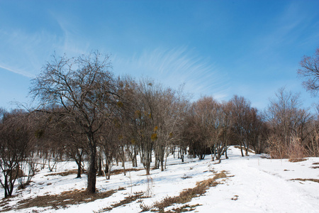 冬季公园在雪中