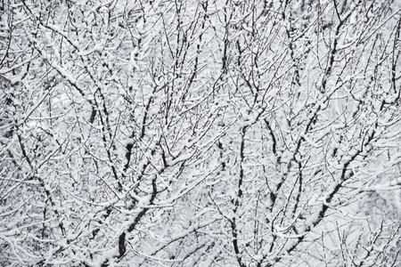 雪和分支