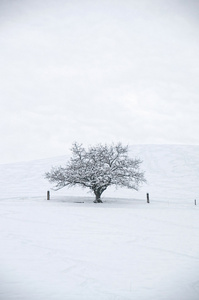 美丽的冬天风景与雪覆盖的树木图片