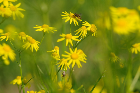 黄色的花，在绿色的草地
