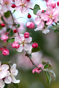粉红苹果树花