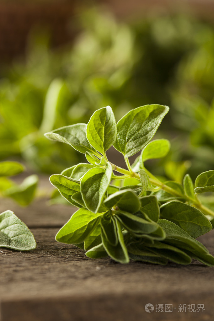 原始的绿色有机牛至